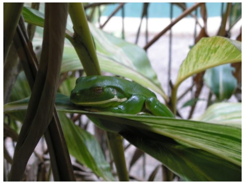 335 Cape Tribulation Rd, Cow Bay QLD 4873