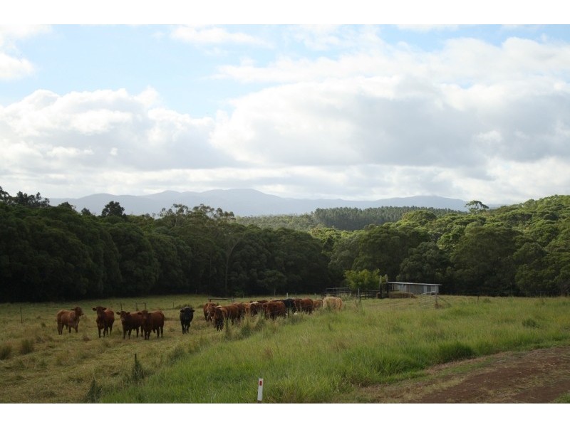 Yungaburra QLD 4884