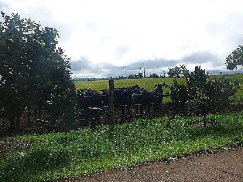 Malanda QLD 4885