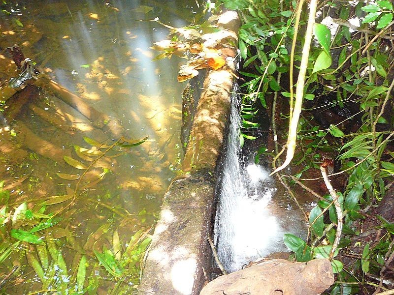 Millaa Millaa QLD 4886