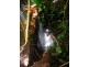 Millaa Millaa QLD 4886