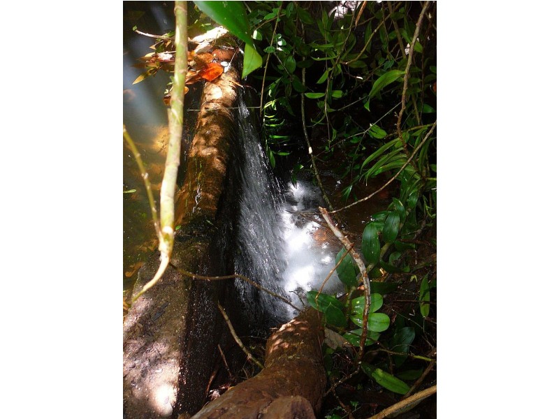 Millaa Millaa QLD 4886