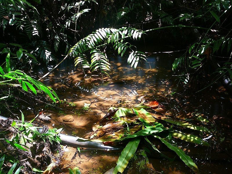 Millaa Millaa QLD 4886
