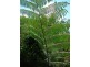 Millaa Millaa QLD 4886