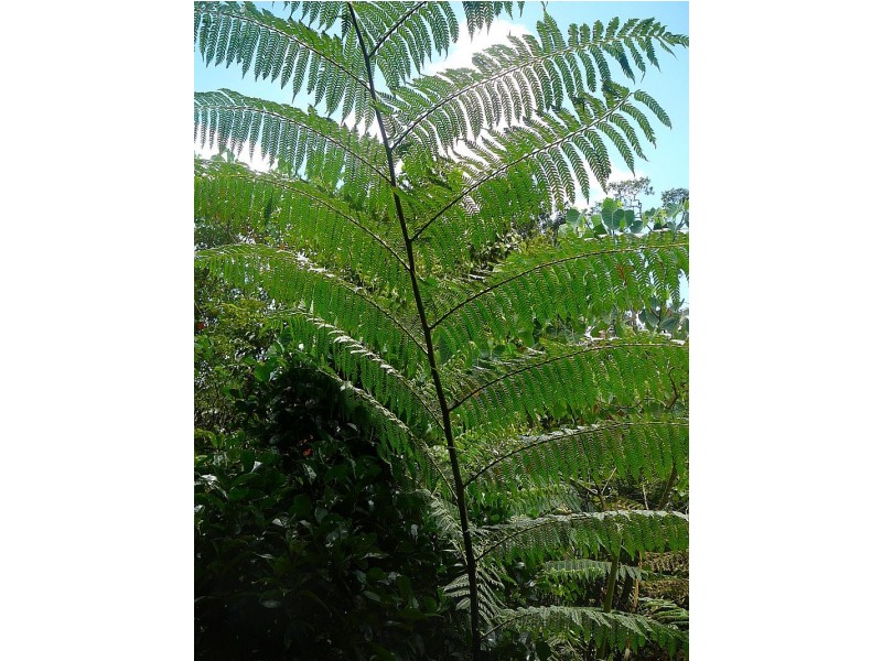 Millaa Millaa QLD 4886
