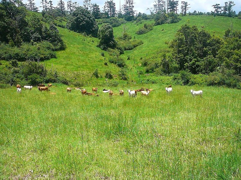 Millaa Millaa QLD 4886