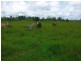 Millaa Millaa QLD 4886