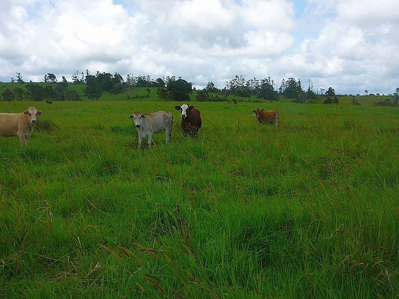 Millaa Millaa QLD 4886