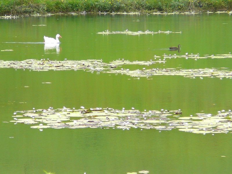 Malanda QLD 4885