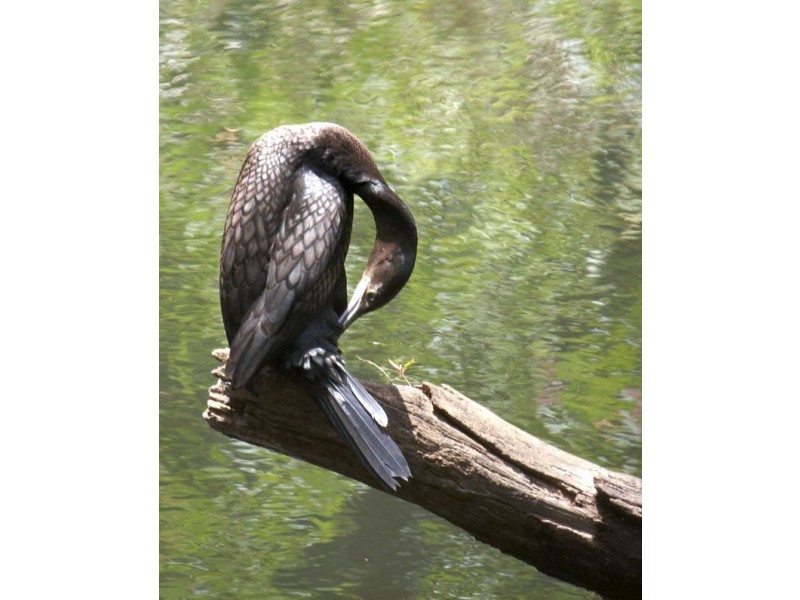 620 Tully falls Road, Ravenshoe QLD 4888