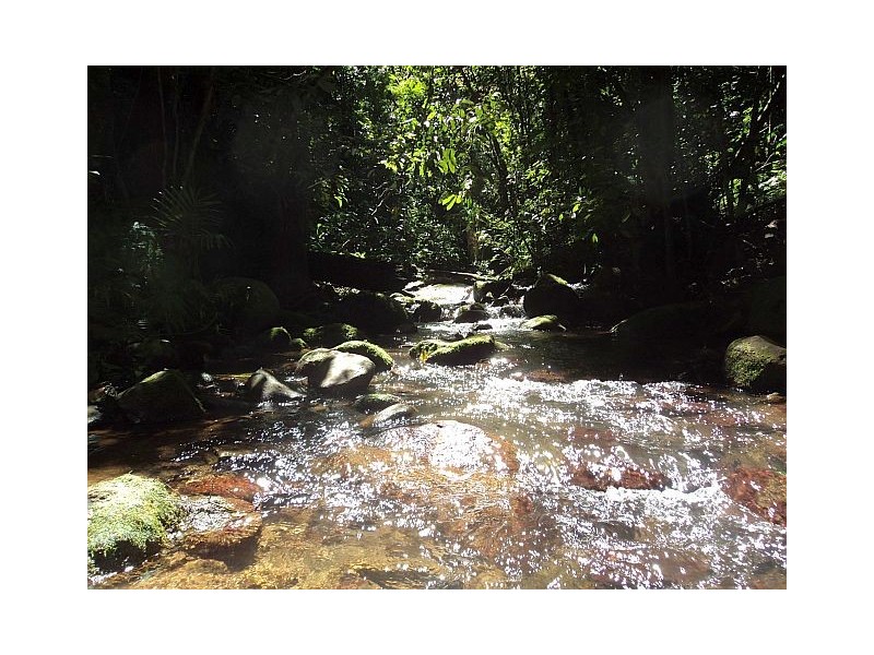 Millaa Millaa QLD 4886