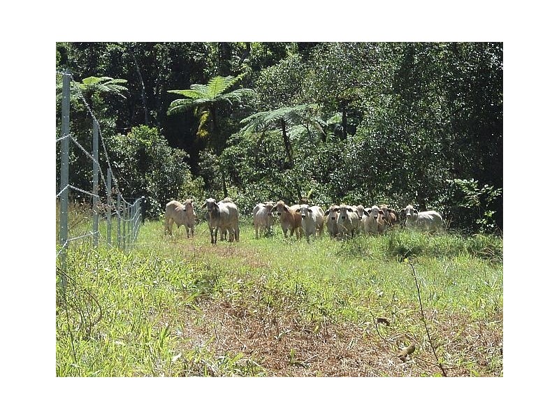 Millaa Millaa QLD 4886