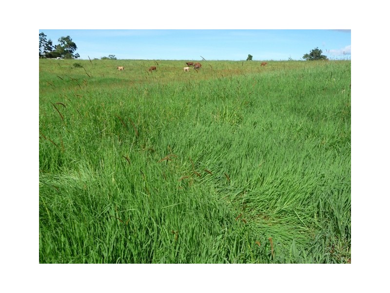 Millaa Millaa QLD 4886