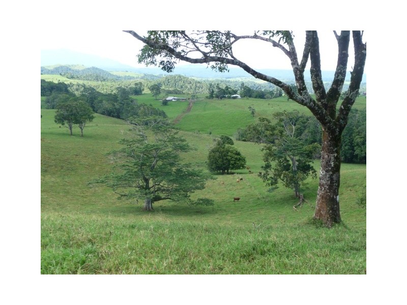 Millaa Millaa QLD 4886