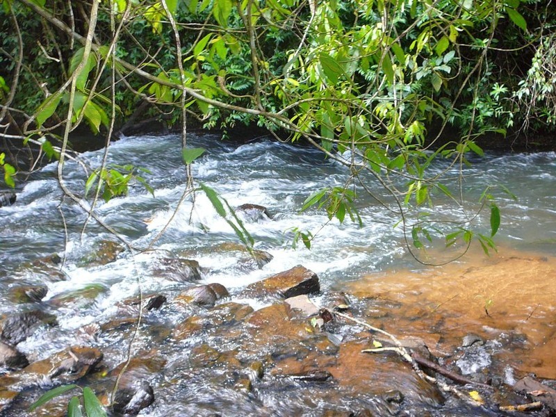 Millaa Millaa QLD 4886