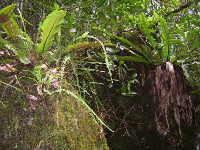 Atherton QLD 4883