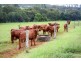 Yungaburra QLD 4884