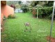 Yungaburra QLD 4884