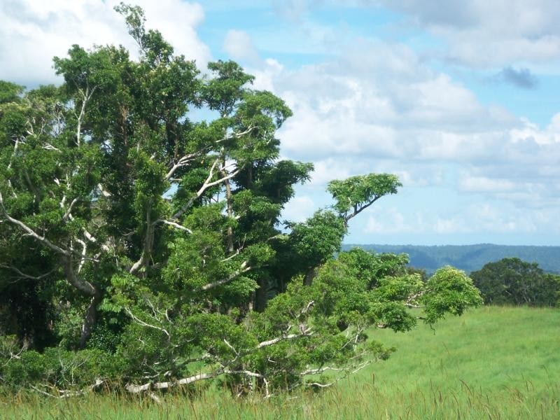 Millaa Millaa QLD 4886