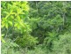 Millaa Millaa QLD 4886