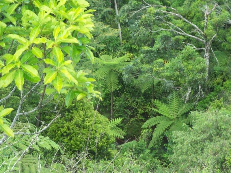 Millaa Millaa QLD 4886