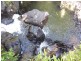 Millaa Millaa QLD 4886