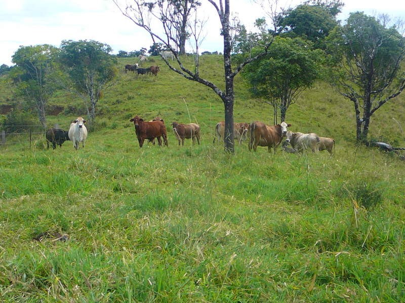 Malanda QLD 4885