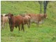 Malanda QLD 4885