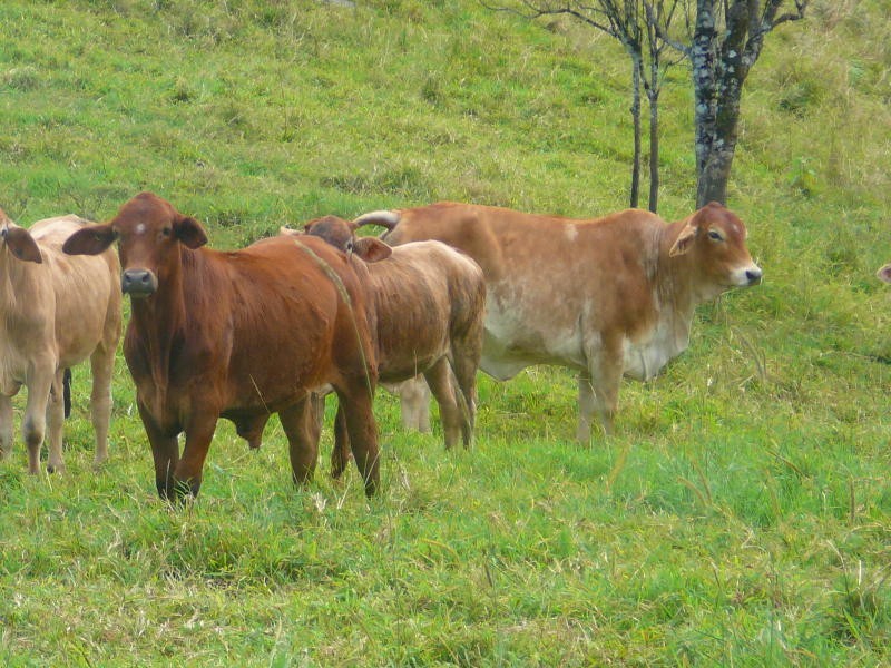 Malanda QLD 4885