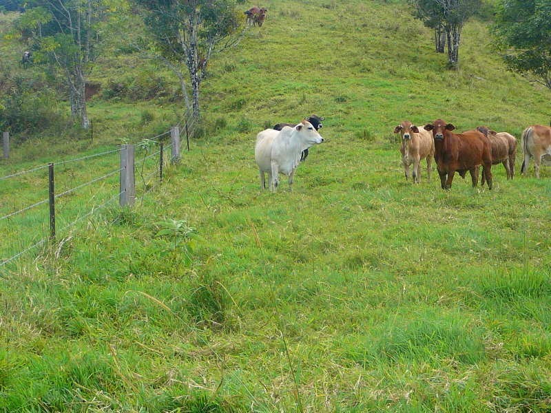 Malanda QLD 4885