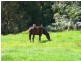 Millaa Millaa QLD 4886