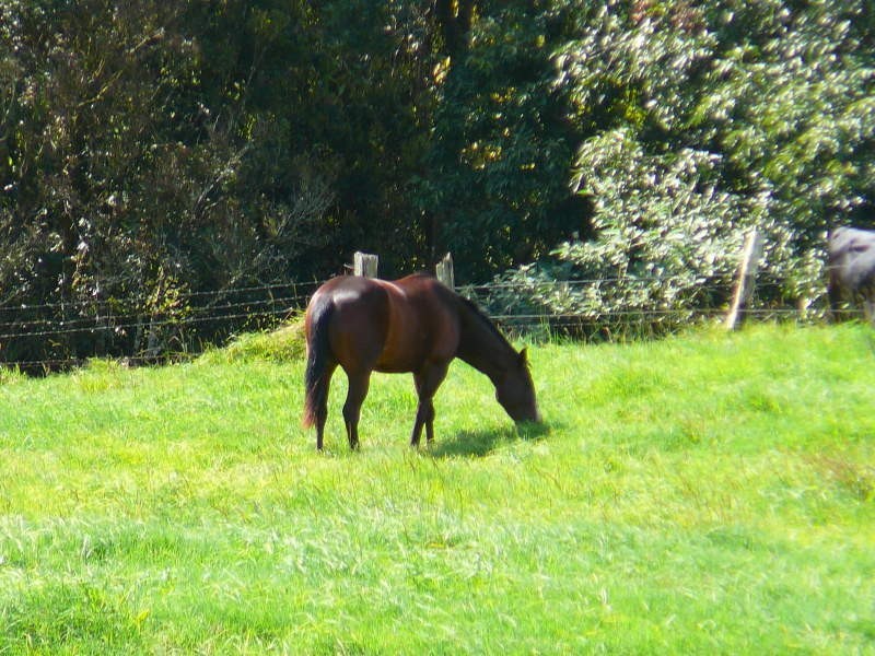 Millaa Millaa QLD 4886