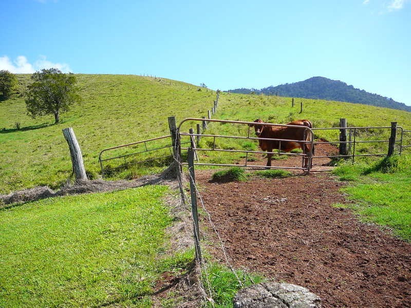 Millaa Millaa QLD 4886