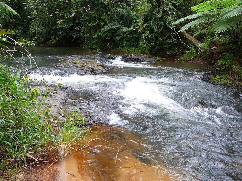 Millaa Millaa QLD 4886