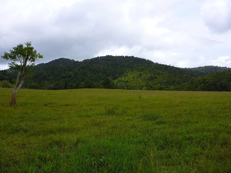 Millaa Millaa QLD 4886