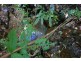 Millaa Millaa QLD 4886