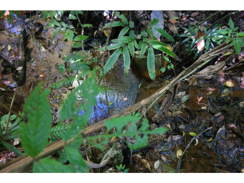 Millaa Millaa QLD 4886