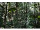 Millaa Millaa QLD 4886