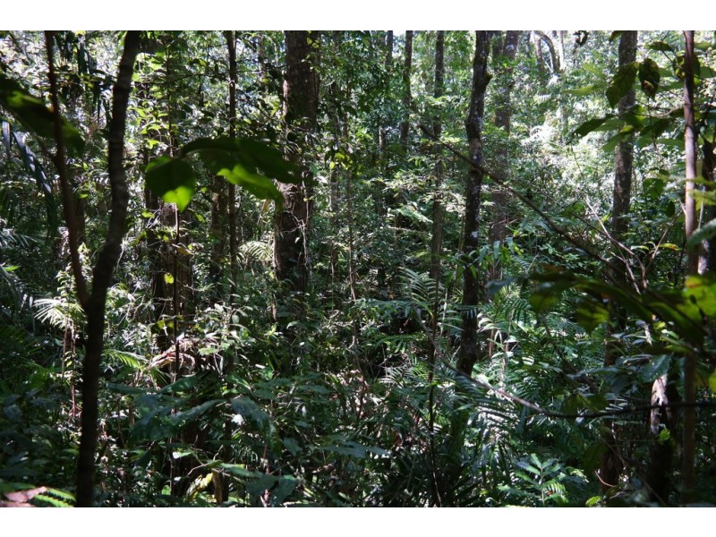Millaa Millaa QLD 4886