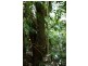 Millaa Millaa QLD 4886