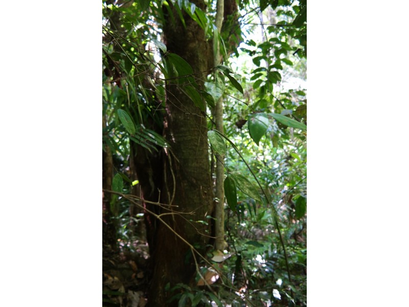 Millaa Millaa QLD 4886