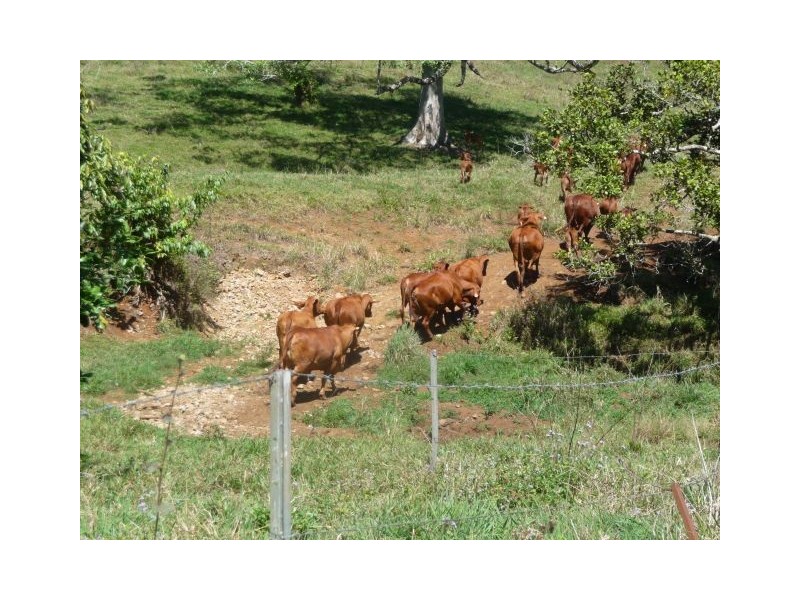 Millaa Millaa QLD 4886