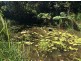 Millaa Millaa QLD 4886