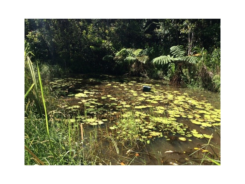 Millaa Millaa QLD 4886