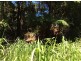 Millaa Millaa QLD 4886
