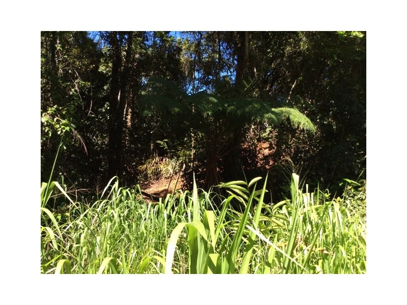 Millaa Millaa QLD 4886