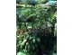 Malanda QLD 4885