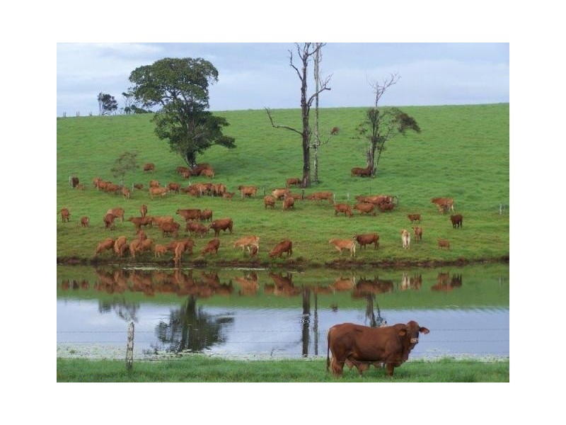 Millaa Millaa QLD 4886