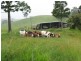 Tarzali QLD 4885