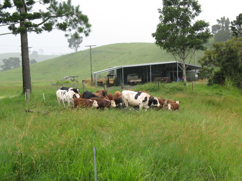 Tarzali QLD 4885